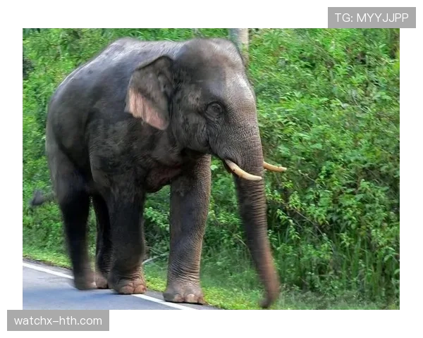 泰国队大象标志闪耀国际赛场，彰显传统魅力